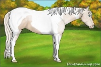 Horse Color:Chocolate Palomino Pearl Tobiano 