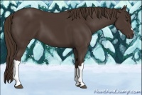 Horse Color:Liver Chestnut 