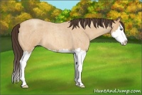 Horse Color:Amber Champagne Roan Splash