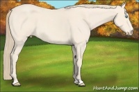 Horse Color:Perlino Roan 