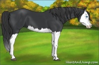 Horse Color:Black Splash 