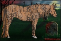 Horse Color:Black  and Chestnut 