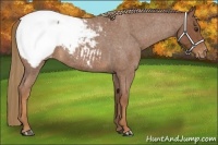 Horse Color:Red Roan Snowcap 