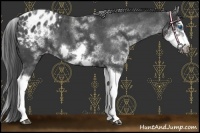 Horse Color:White Spotted Blue Roan Splash Frame Appaloosa 