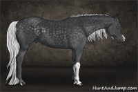 Horse Color:Silver Black Chinchilla 