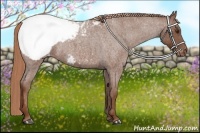 Horse Color:Red Roan Appaloosa 