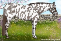 Horse Color:Liver Red Roan Appaloosa