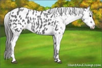 Horse Color:Blue Roan Appaloosa 