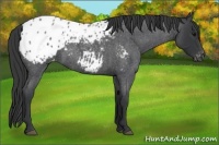 Horse Color:Blue Roan Appaloosa