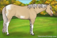 Horse Color:Silver Bay Dun Sabino Tobiano Frame Rabicano 