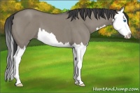 Horse Color:Smoky Grullo Roan Splash