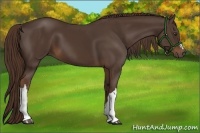 Horse Color:Liver Chestnut 