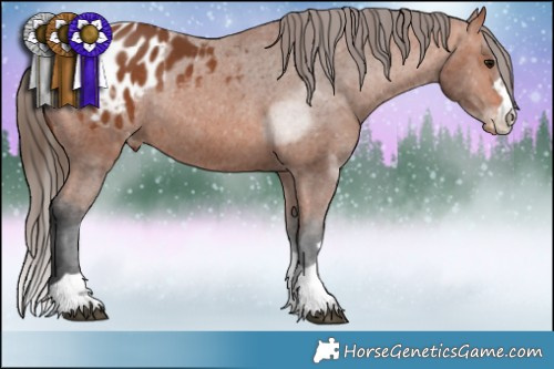 Horse Color:Brown Appaloosa Rabicano 