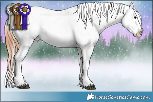 Horse Color:Brown Appaloosa Rabicano 