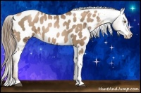 Horse Color:Liver Chestnut Pearl Appaloosa