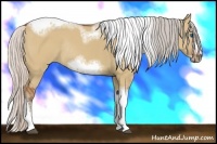 Horse Color:Silver Bay Dun Sabino Tobiano Frame Rabicano