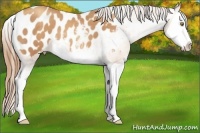 Horse Color:Gold Champagne Splash Appaloosa 