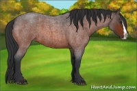 Horse Color:Bay Roan Splash 