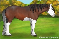 Horse Color:Bay Roan Splash 