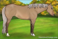 Horse Color:Silver Bay Dun 