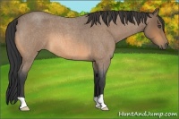 Horse Color:Buckskin Roan 