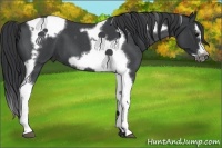 Horse Color:Blue Roan Splash Tobiano Frame