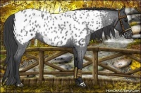 Horse Color:Blue Roan Appaloosa 