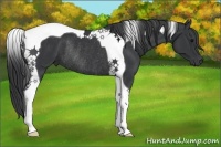 Horse Color:Black Tobiano Rabicano