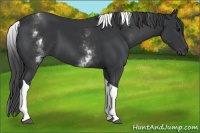 Horse Color:White Spotted Black Tobiano