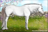 Horse Color:Brown Appaloosa  and Brown Appaloosa 
