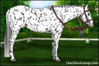 Horse Color:Black Appaloosa Rabicano 