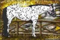 Horse Color:Blue Roan Near Leopard 