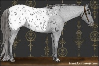 Horse Color:Blue Roan Appaloosa 