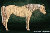 Horse Color:Chestnut and Palomino