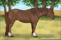 Horse Color:Chestnut  and Chestnut 