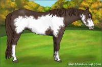Horse Color:Liver Chestnut Frame