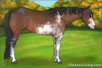 Horse Color:Bay Sabino