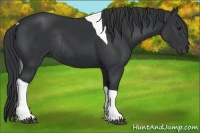 Horse Color:Black Tobiano Rabicano 