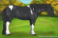 Horse Color:Black Tobiano Rabicano