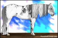Horse Color:White Spotted Black Splash Frame Appaloosa