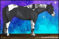 Horse Color:Black Splash Tobiano 