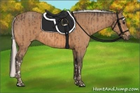 Horse Color:Buckskin and Silver Buckskin