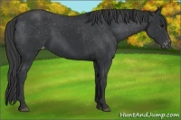 Horse Color:Black Appaloosa 