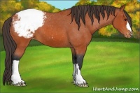 Horse Color:Bay Snowcap 