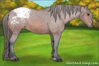 Horse Color:Bay Appaloosa
