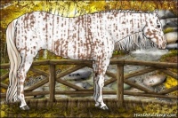 Horse Color:Chestnut and Chestnut Appaloosa
