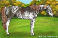 Horse Color:White Spotted Liver Chestnut Sabino 