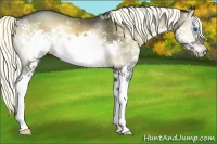 Horse Color:White Spotted Liver Red Onyx Sabino Splash Frame Rabicano