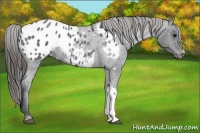 Horse Color:Blue Roan Appaloosa