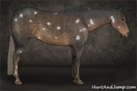 Horse Color:White Spotted Liver Chestnut 